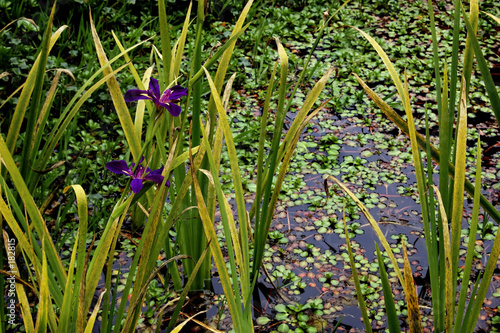 san francisco botanical garden