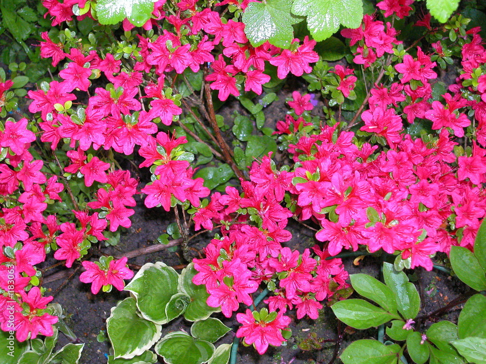 fleurs roses fleurs roses