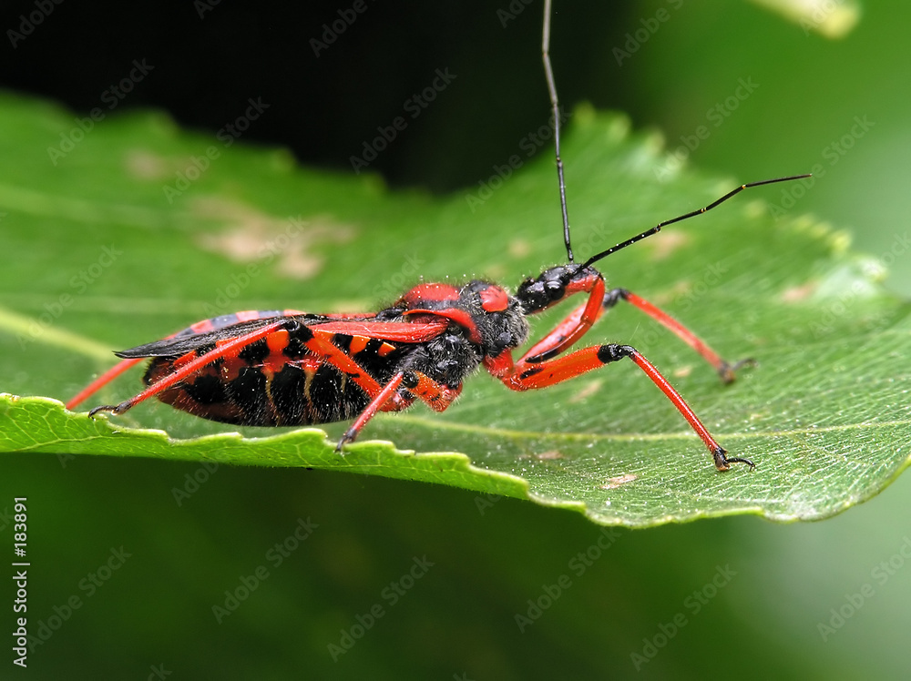 black&red bug black&red bug