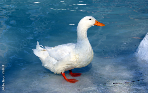 white duck on blue