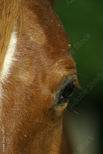 eye of a horse