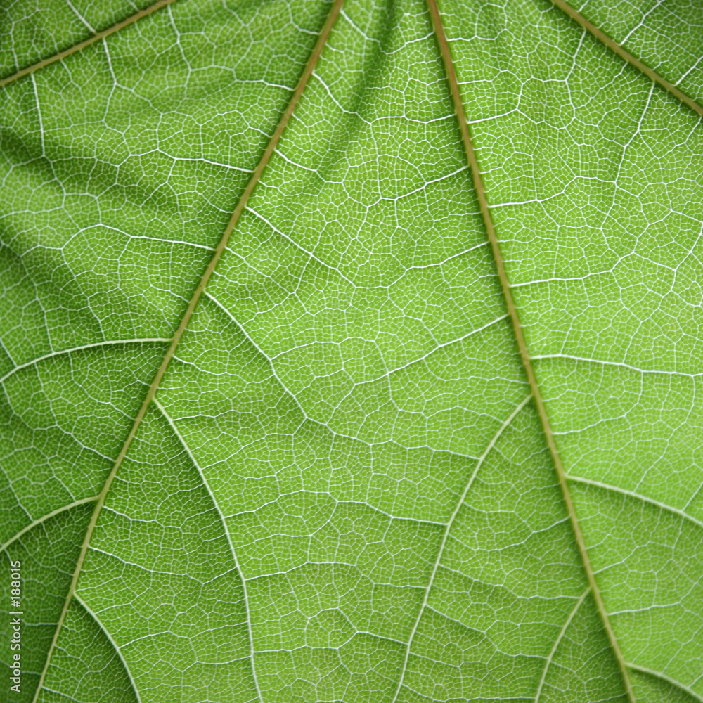 leaf structure leaf structure