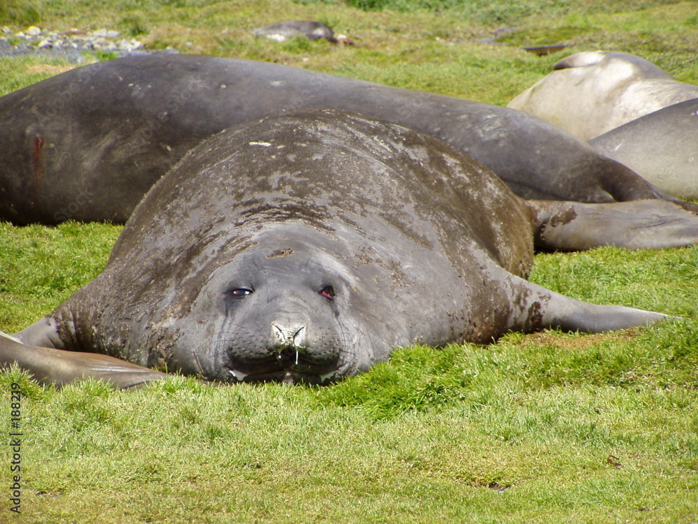 fat seal Stock Photo Adobe Stock