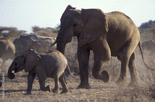 mother elephant and baby