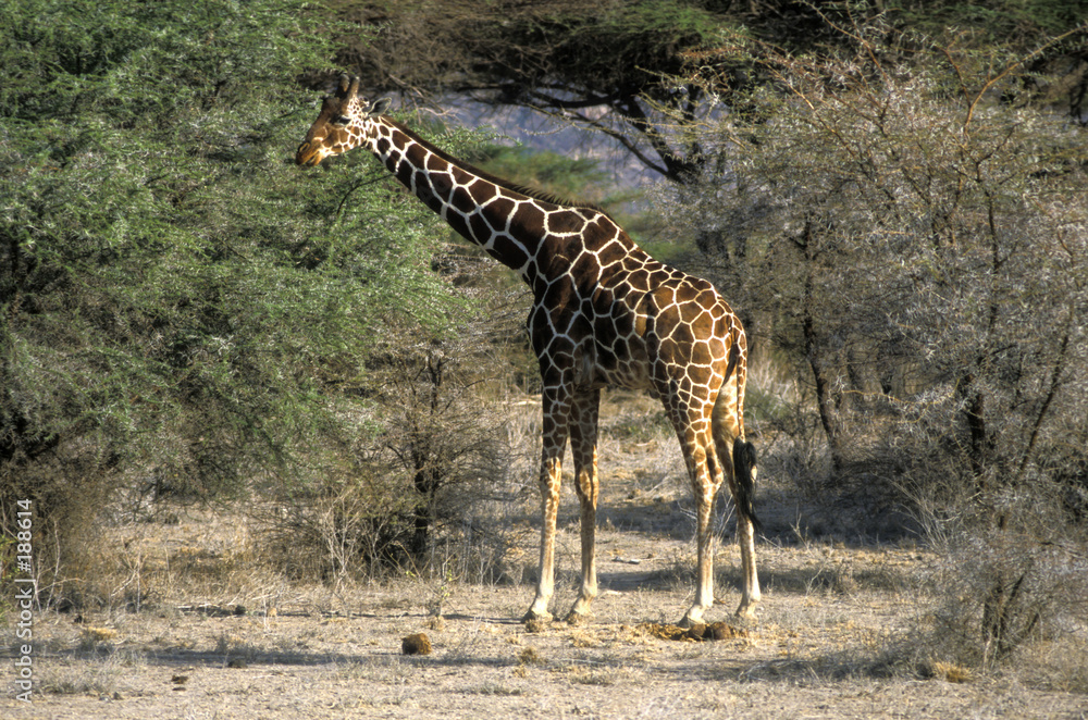 Obraz premium giraffe