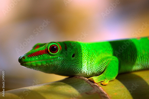 gecko