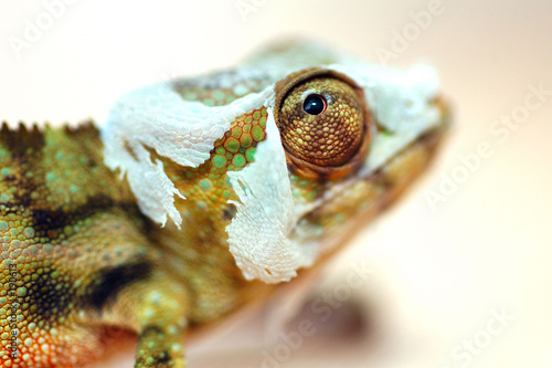 caméléon photo