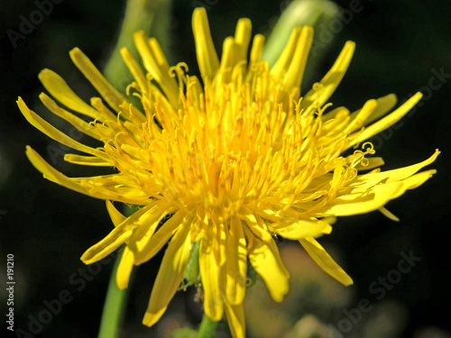 yellow thistle