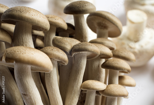 hon-shimeji mushrooms