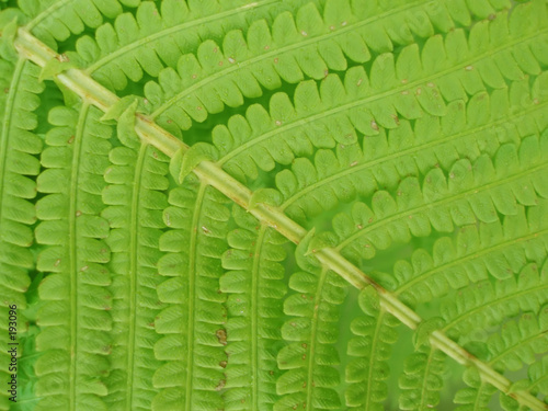fern leaf