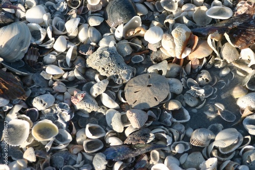 tons of shells 1