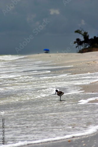 the bird and the waves