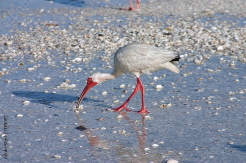 sea snack