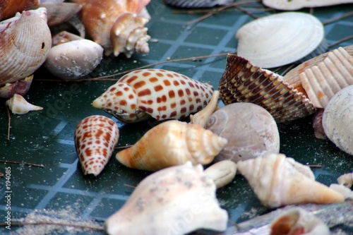 shell collection