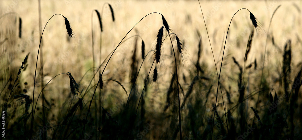 Obraz premium corn filed
