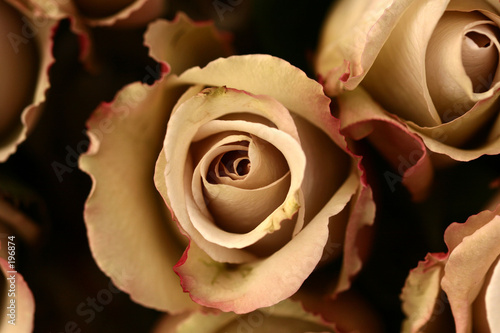 roses flower closeup