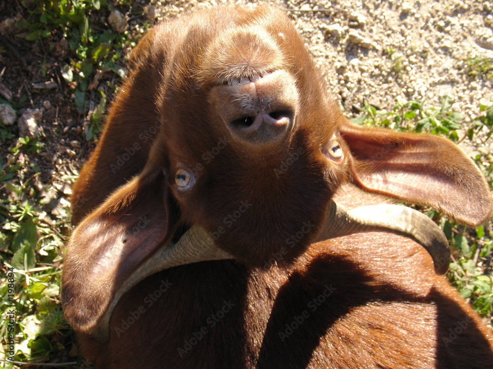 Obraz premium tête de chèvre