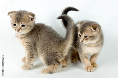 two kittens