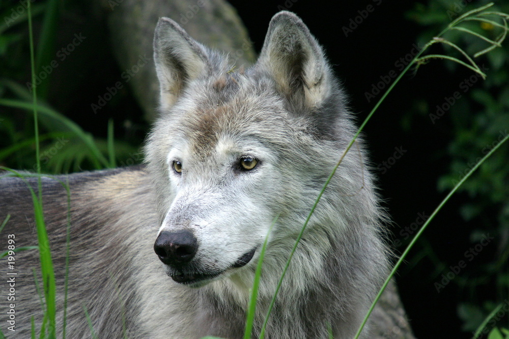 loup gris