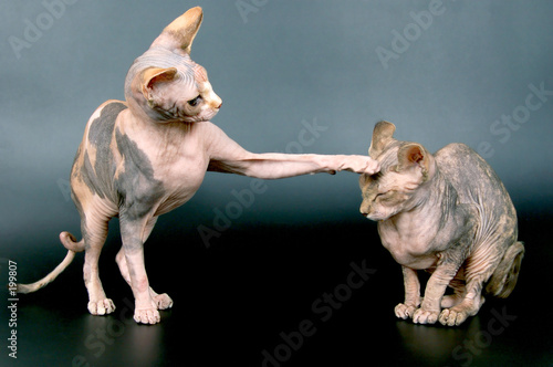 the canadian sphynxes photo