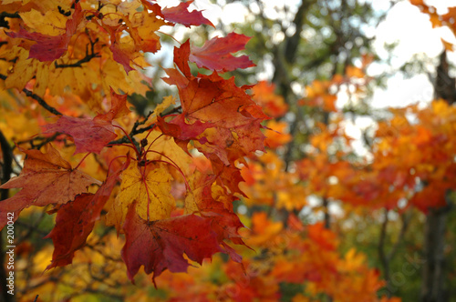 autumn leaves