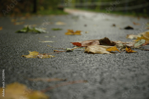 dieing leaves