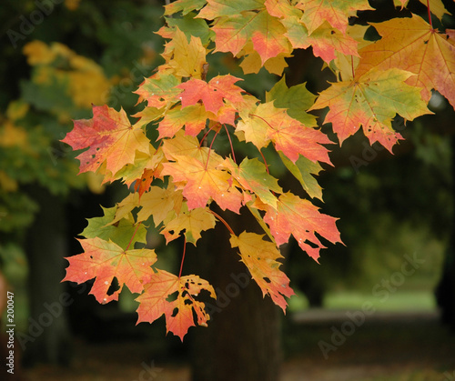 touch of autumn