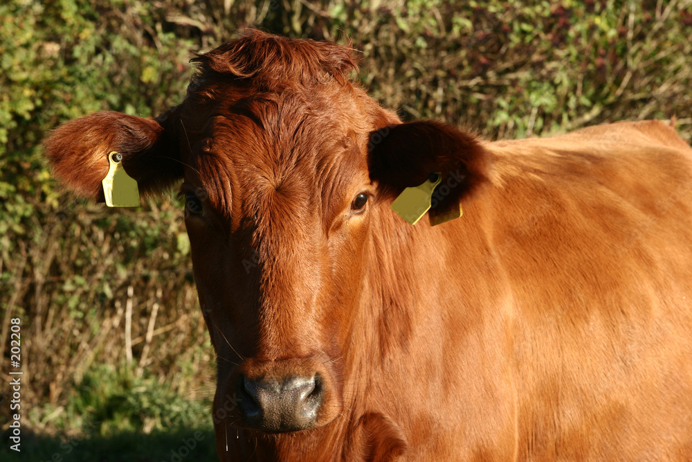 danish cows danish cows