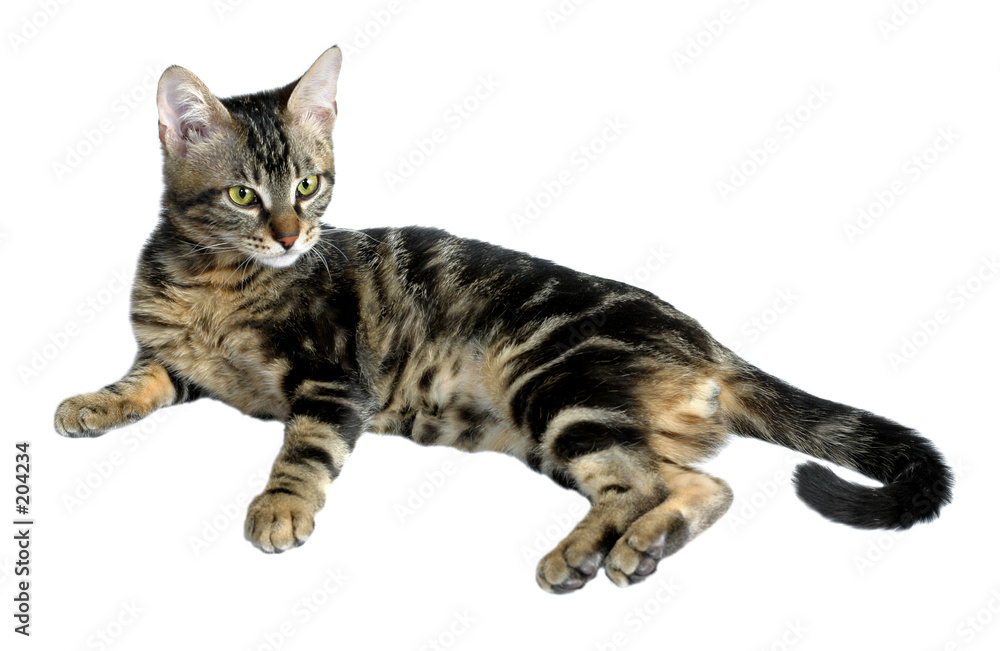 tabby kitten tabby kitten