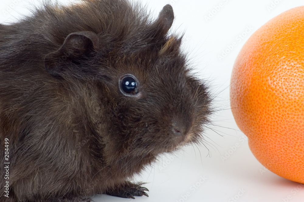 Quadro em tela guinea-pig