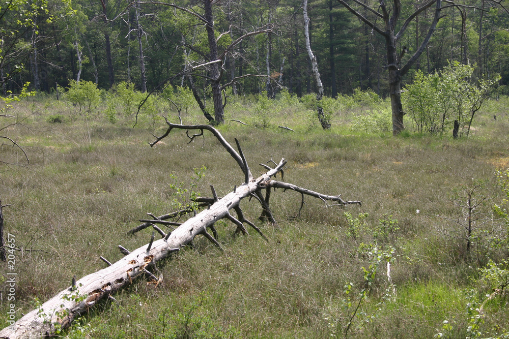 Fototapeta premium hochmoor hiddeser bent