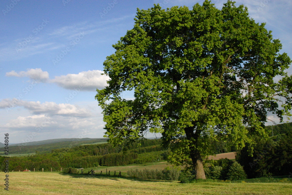 landschaft mit buche