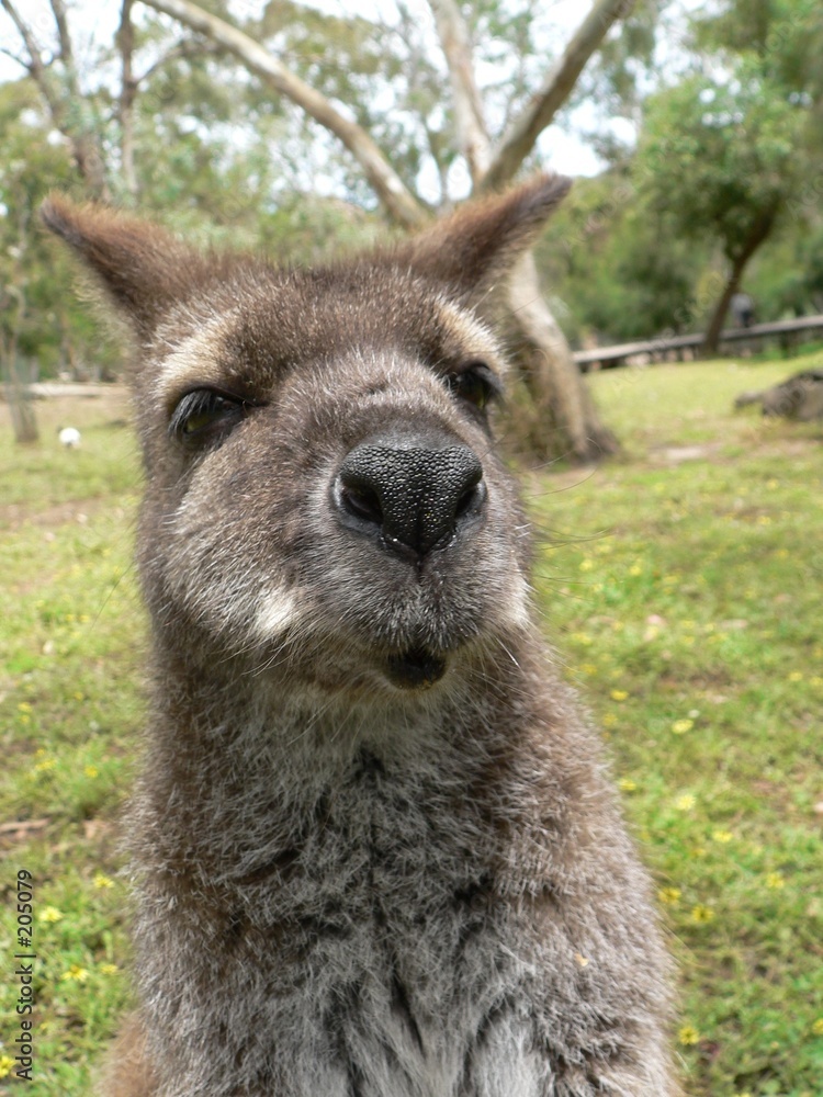 Naklejka premium what did you say