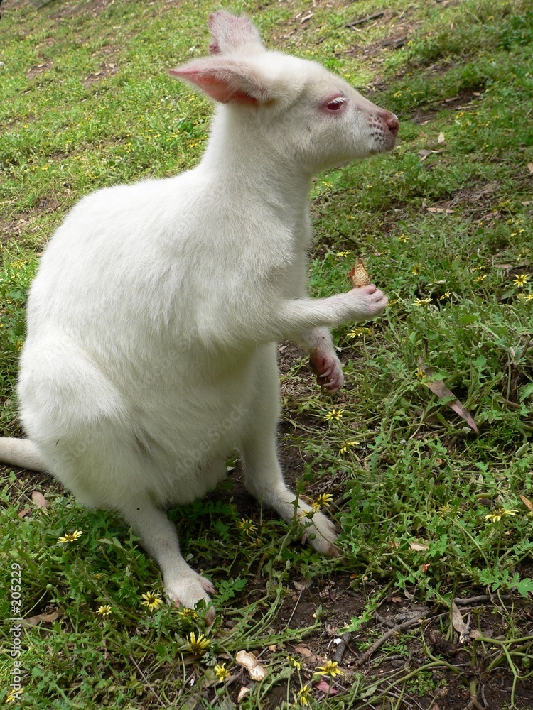 albino parma wallaby