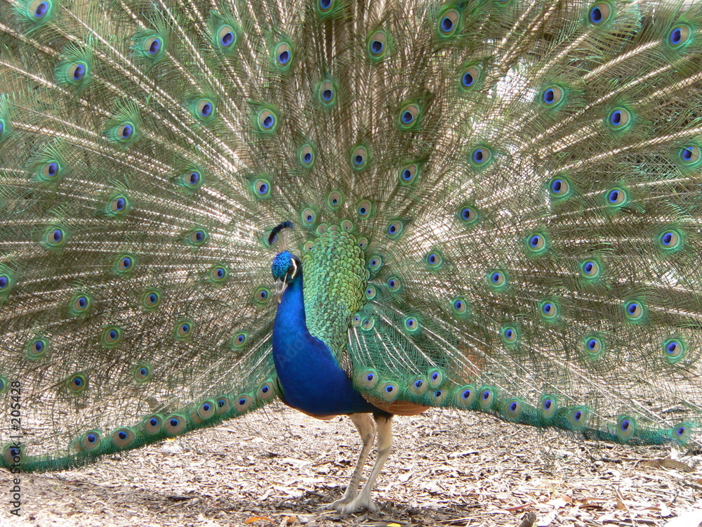 Obraz premium peacock