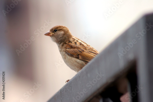 small brown bird on a fence