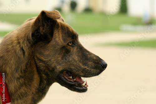 brown dog on green grass
