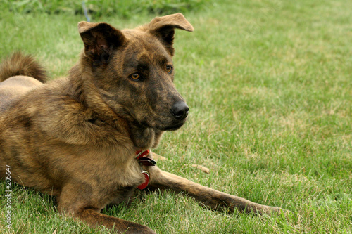 brown dog on green grass