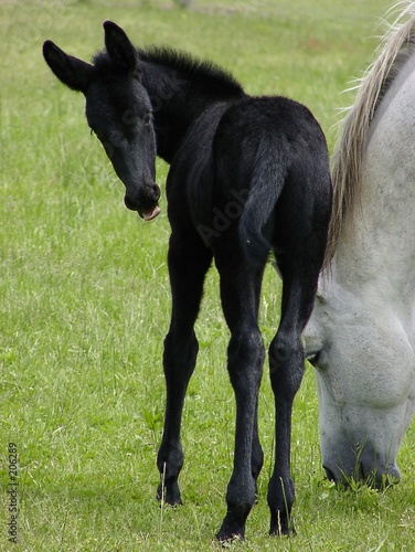 mule foal photo