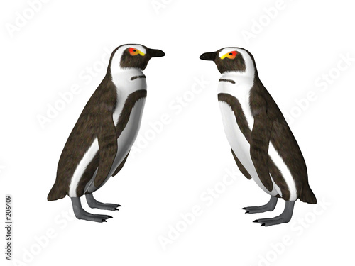 penguin pair