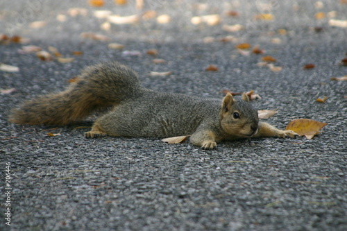 flat squirrel photo