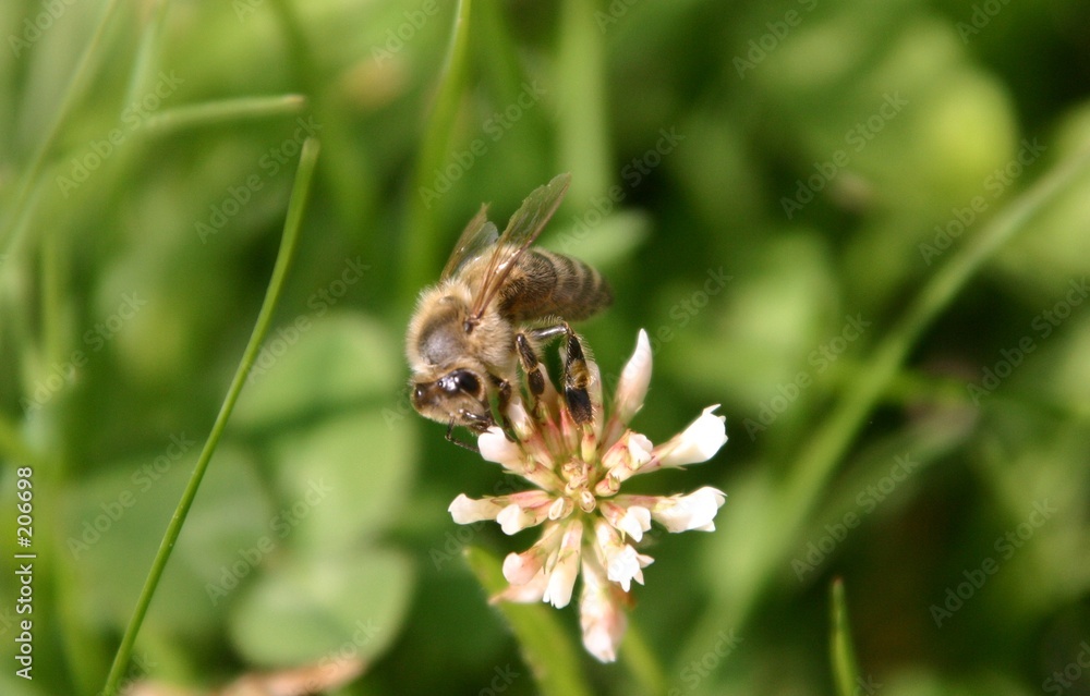 bee bee