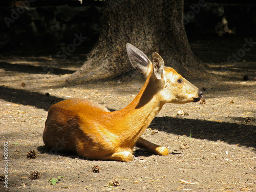 roe