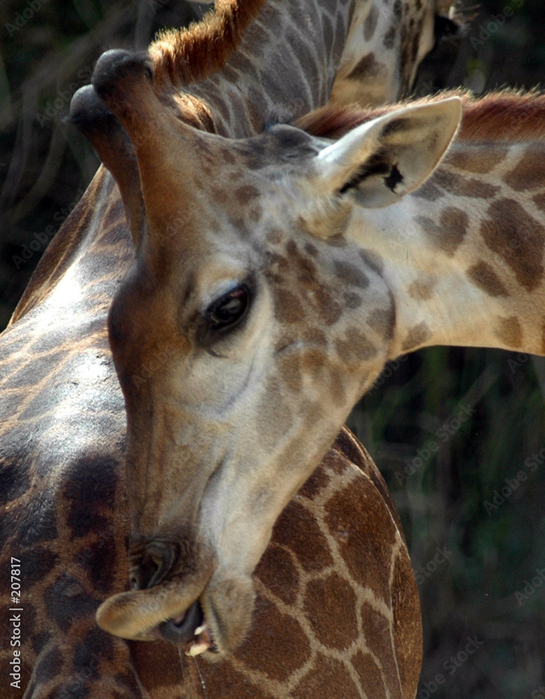 Obraz premium girafe