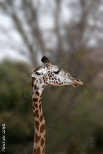 giraffe © Ghost