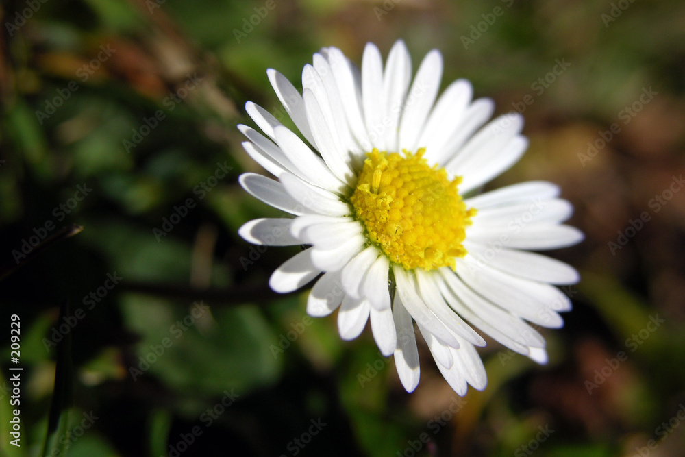 gänseblümchen gänseblümchen