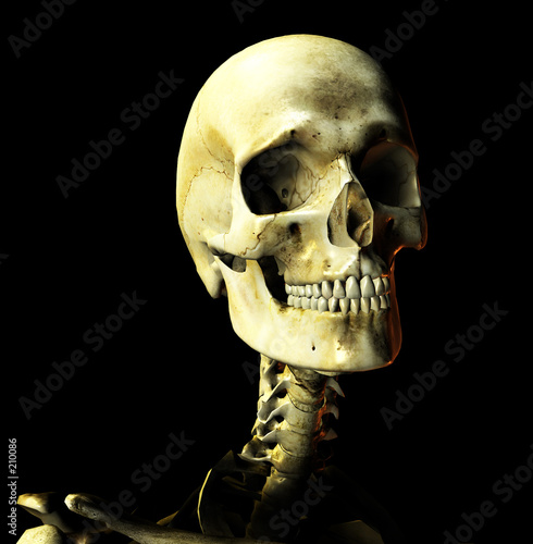 Εκτύπωση καμβά bone 28