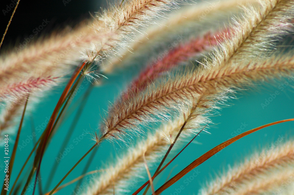 Fototapeta fuzzy fountain grass