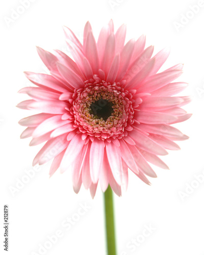 pink daisy © Kevin Riggs