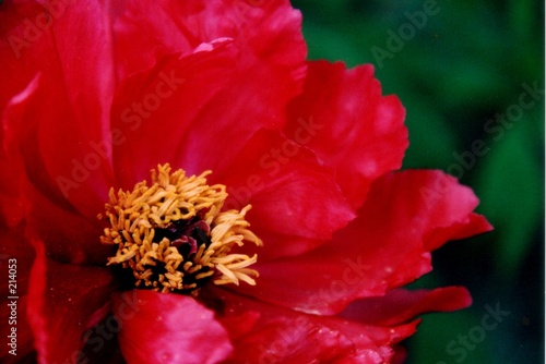 red peony